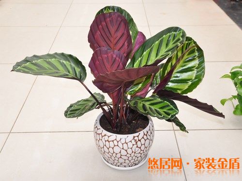 室內(nèi)風水五：室內(nèi)植株要選闊葉