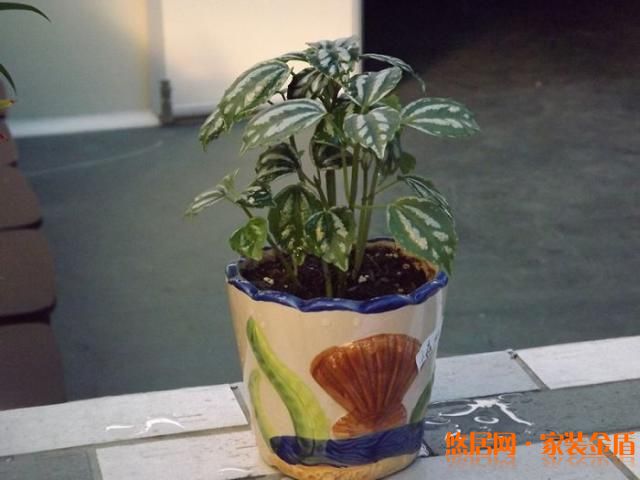 長莖冷水花種植