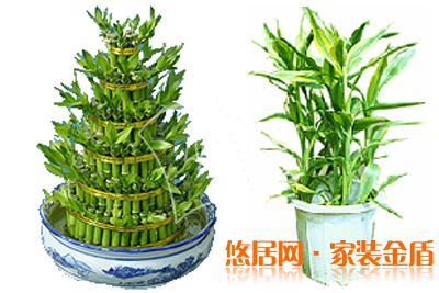 水養(yǎng)殖富貴竹