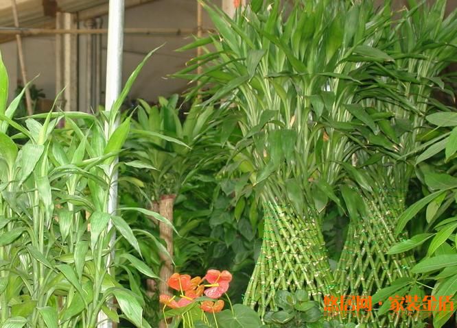 富貴竹土培養(yǎng)殖